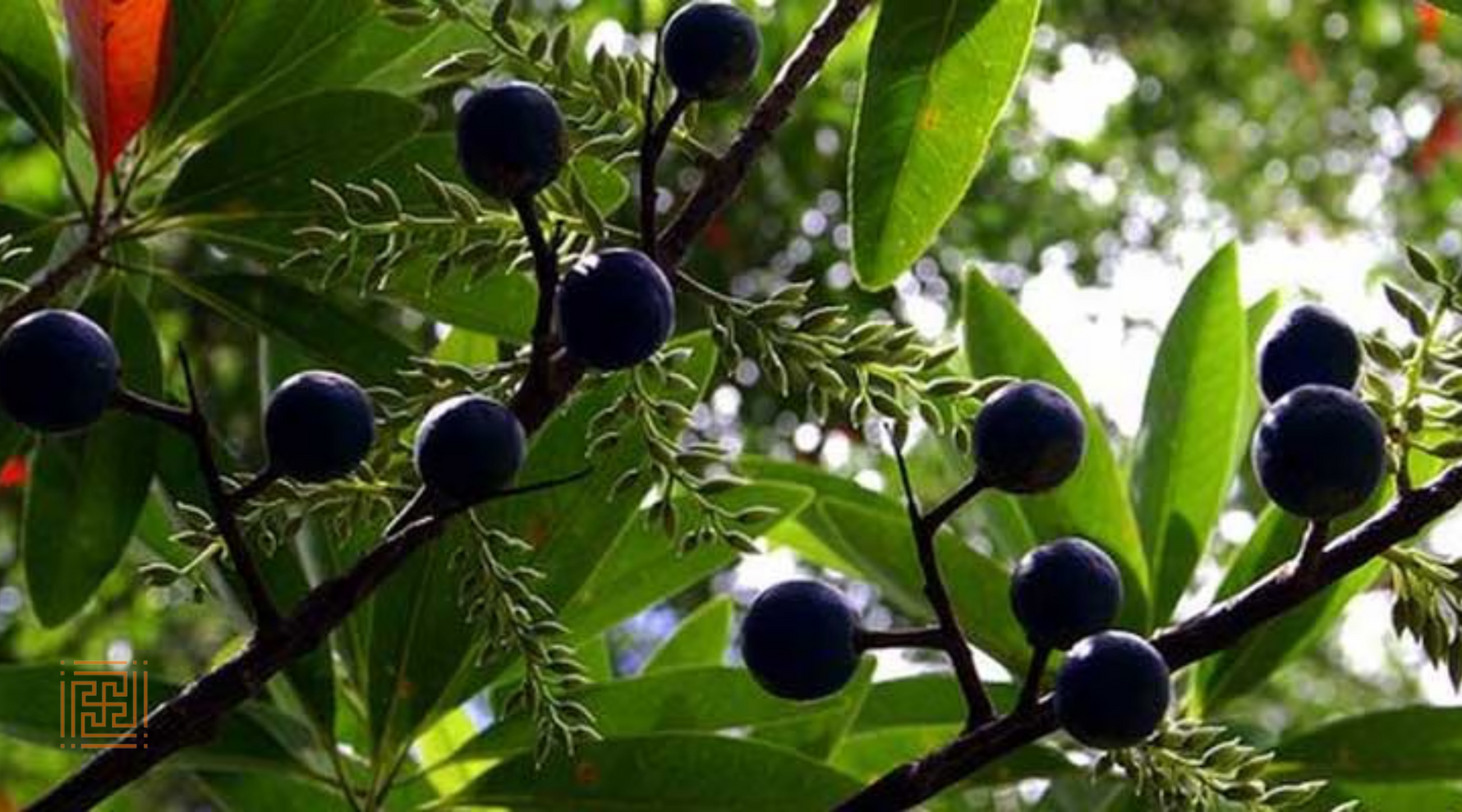 The Mystical Rudraksha Tree: Benefits, Growth, and Uses