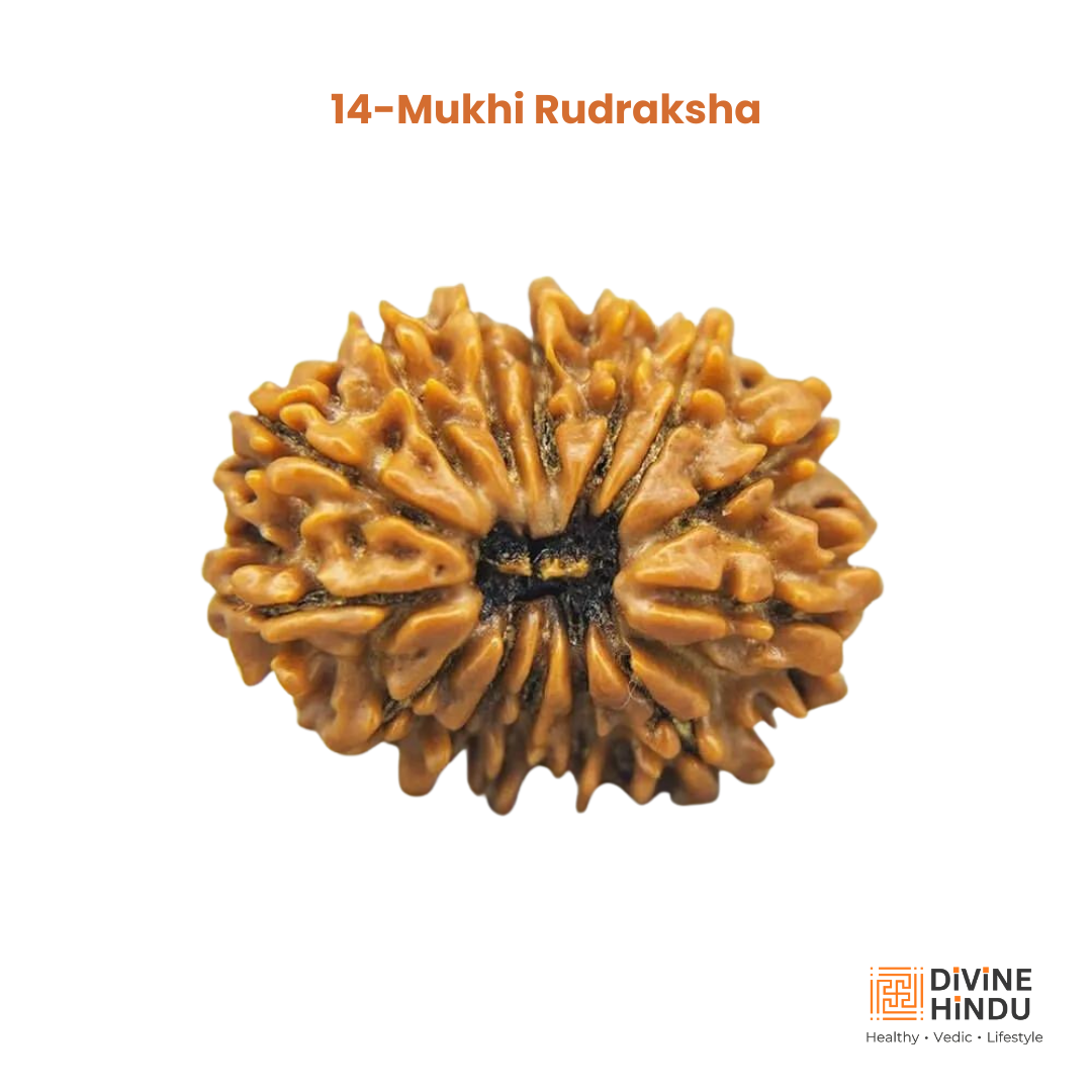 14 Mukhi Lab Tested Certified Rudraksha