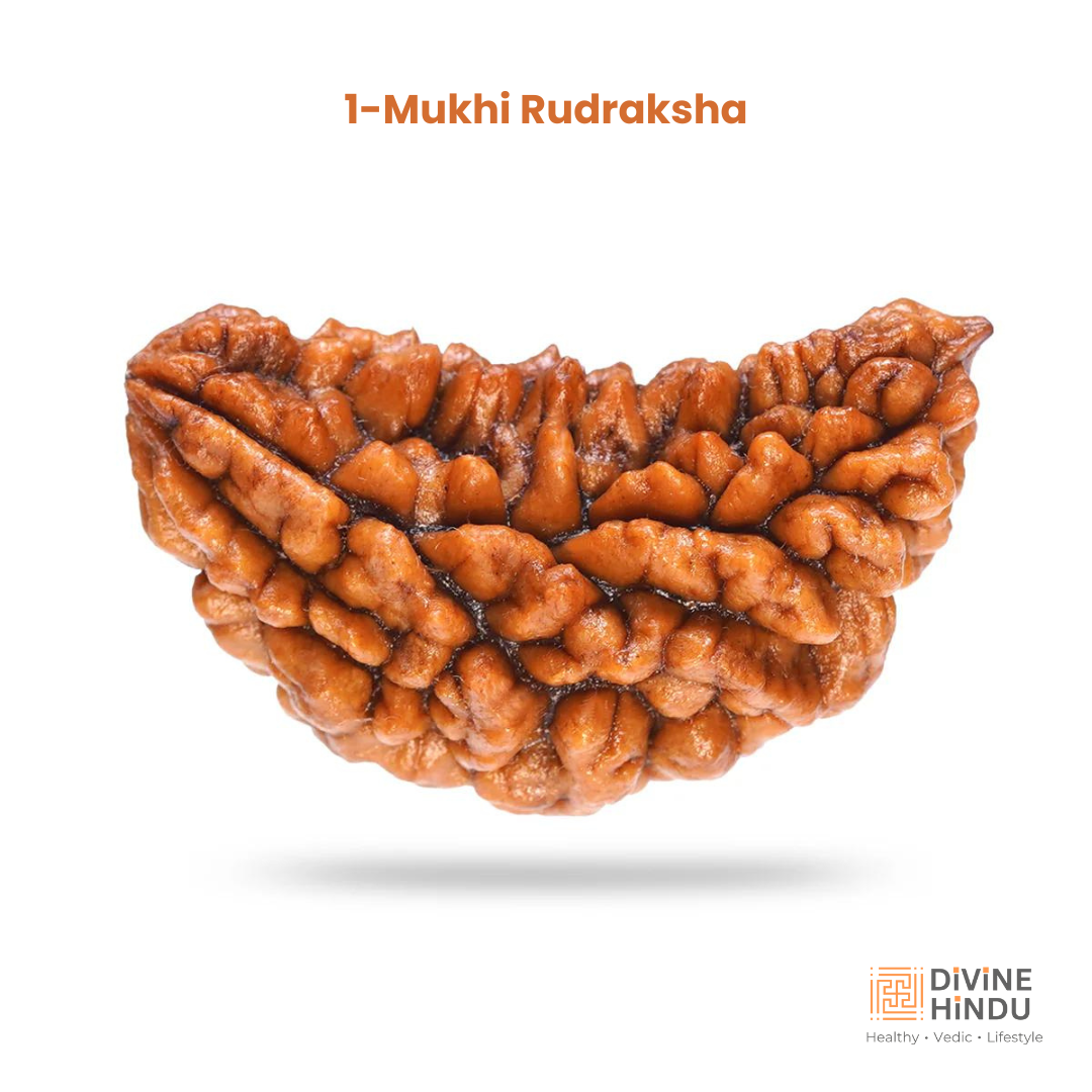 1 Mukhi Lab Tested Certified Rudraksha