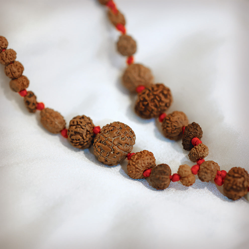 1 - 14 Mukhi Rudraksha Mala