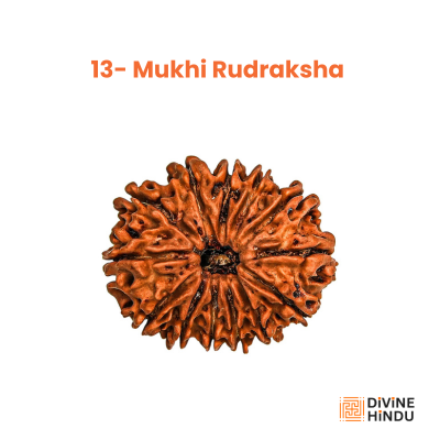 4 Mukhi Rudraksha, Mukhi Rudraksha 
4 Mukhi 