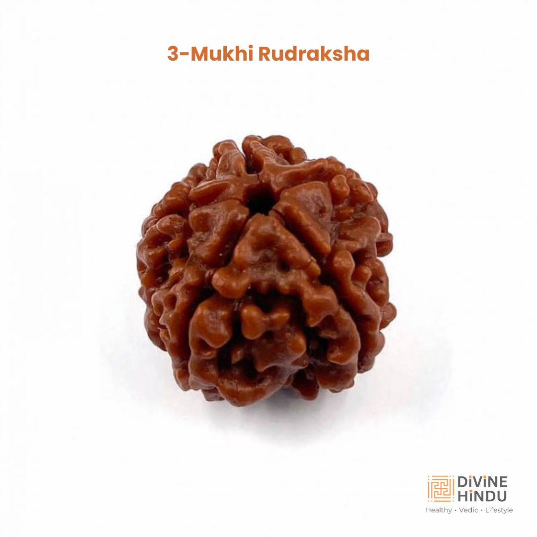 3 Mukhi Lab Tested Certified Rudraksha