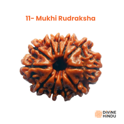 11 Mukhi Rudraksha, 11 Mukhi 

