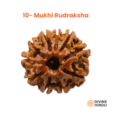 10 Mukhi Rudraksha, Rudraksha 10 Mukhi, 10 Mukhi