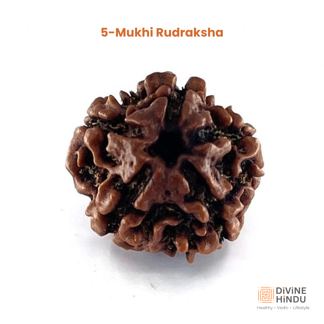 5 Mukhi Lab Tested Certified Nepali Rudraksha