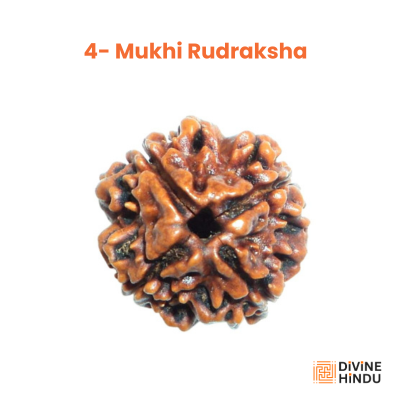 4 Mukhi Rudraksha, Rudraksha 
4 Mukhi 