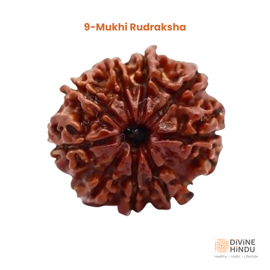 9 Mukhi Lab Tested Certified Rudraksha