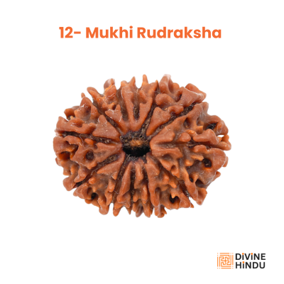 12 Mukhi Rudraksha, Rudraksha 12 Mukhi, Rudraksha  