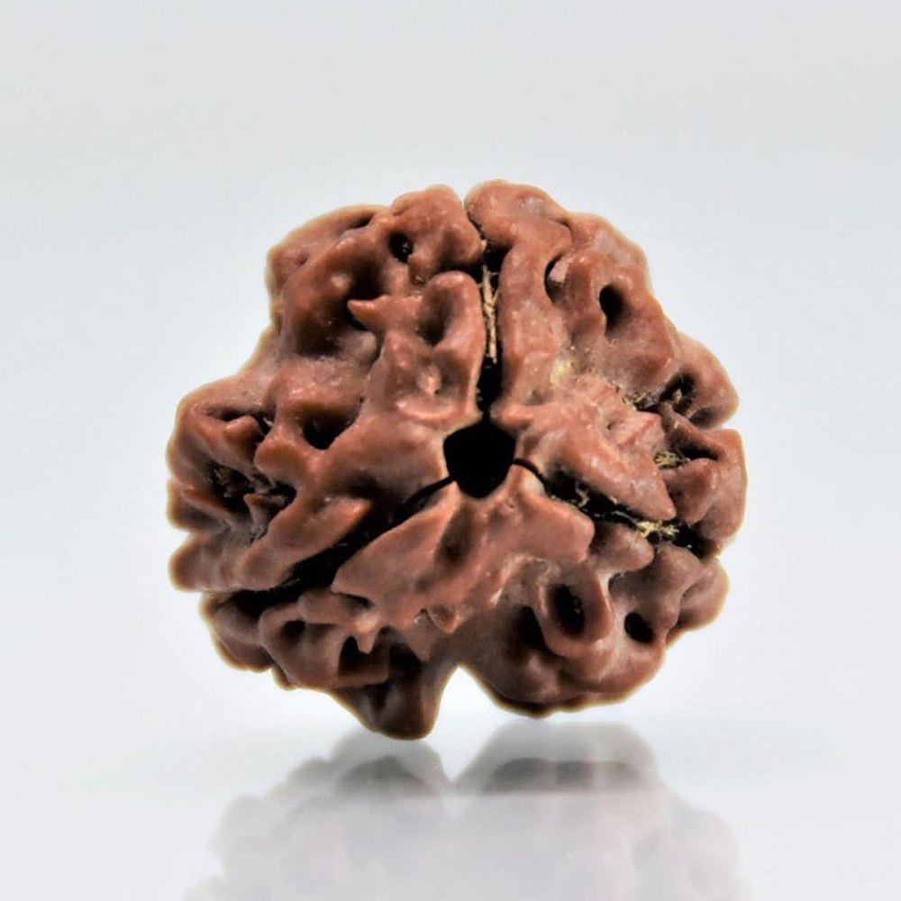 3 Mukhi Lab Certified Rudraksha